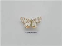 藏品(尺蛾590)的圖片